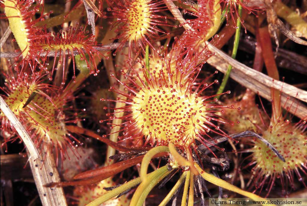 8 Drosera rotundifolia
