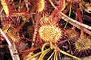 8 Drosera rotundifolia