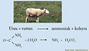 7 Urea