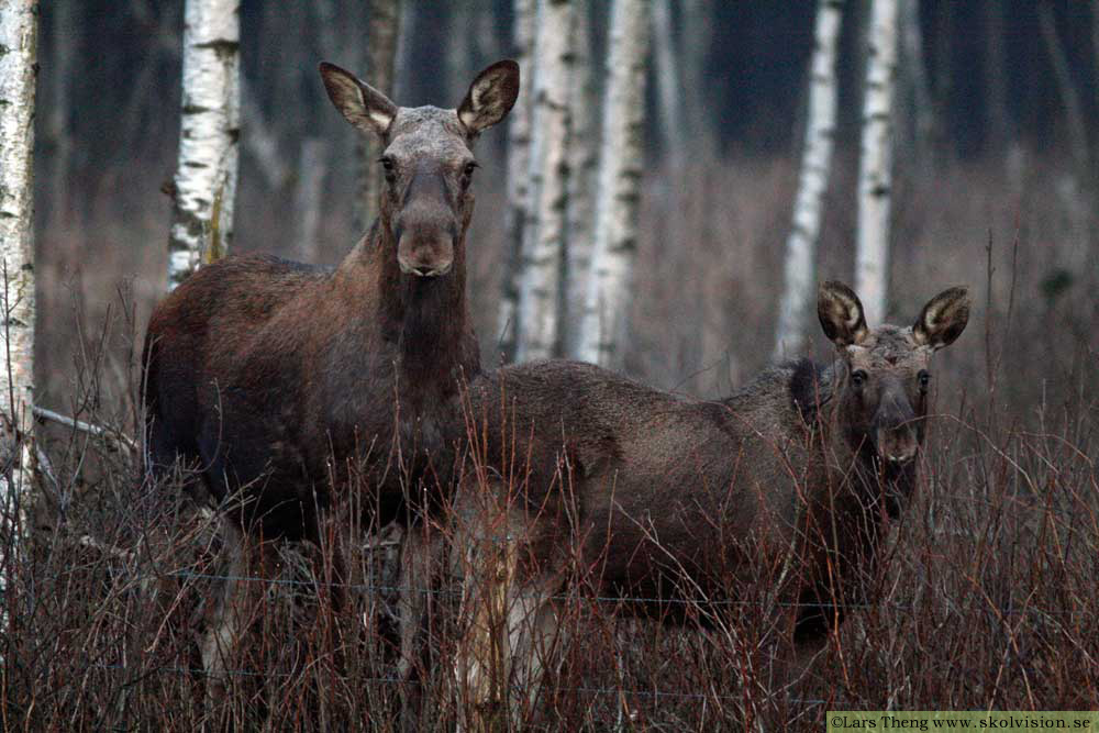 20 Alces
