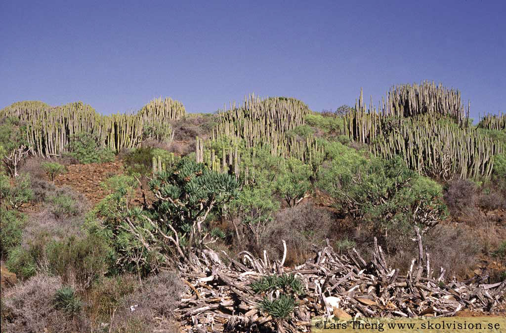 10 Canaria