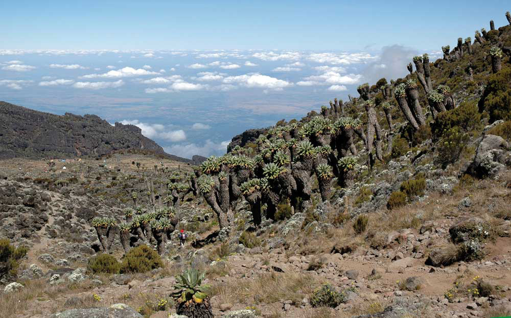 26 Kilimanjaro