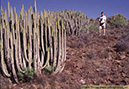12 Euphorbia canariensis