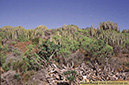 10 Canaria