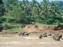 5 Sri Lanka