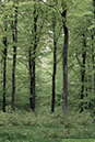 2 Bokskog södra lövskog