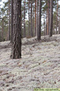 5 Tallskog södra barrskog