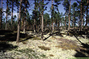 5 lavtallskog södra barrskog