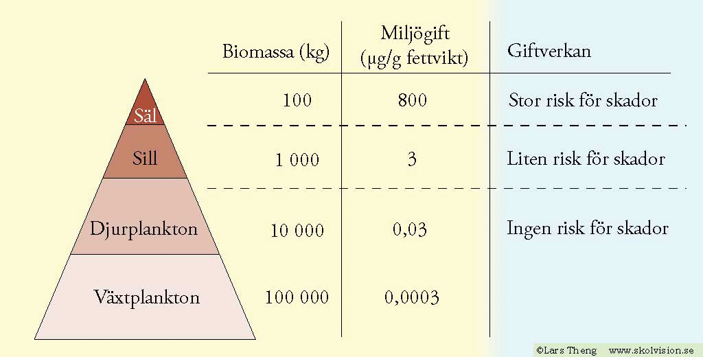 3 Biomagnifikation