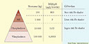 3 Biomagnifikation