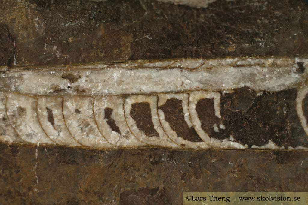 19 Ortoceratit