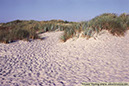 20 Sandhammaren