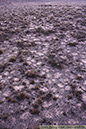 32 Polygonjord