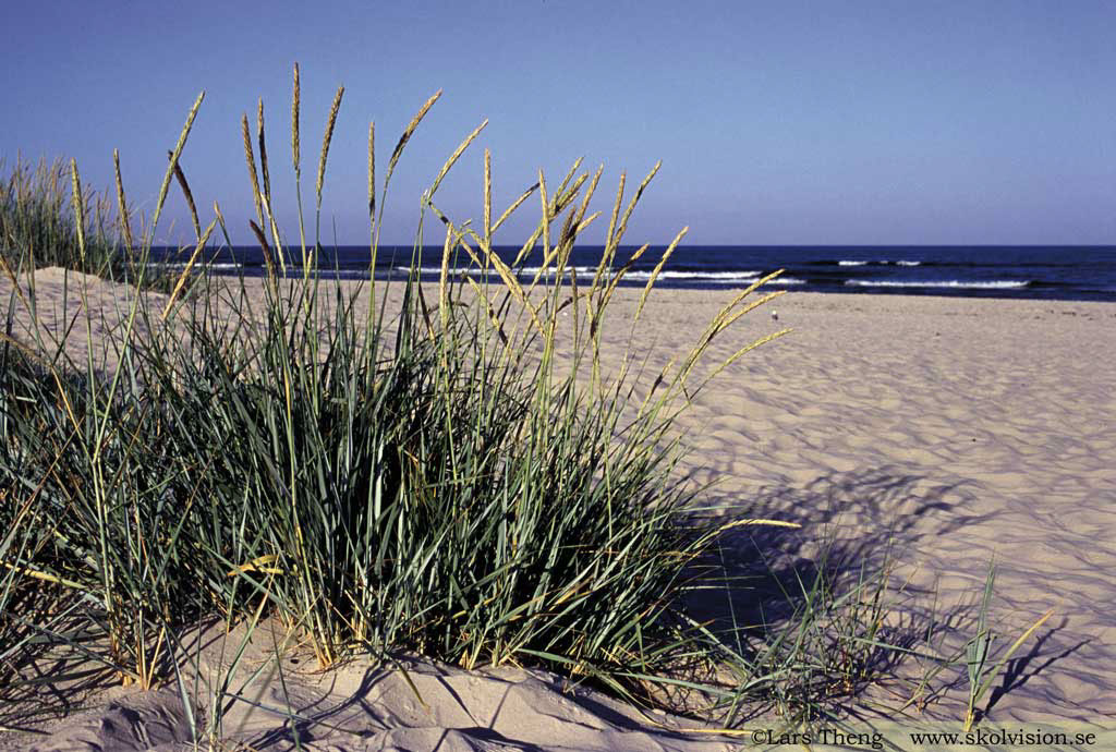 13-Strandråg