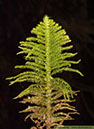 Mossor