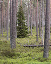 10-Gran och tallar