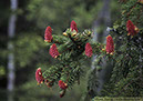 8-Granblomma