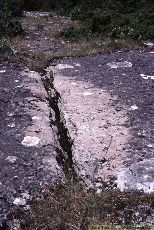 5 Snäckbetning