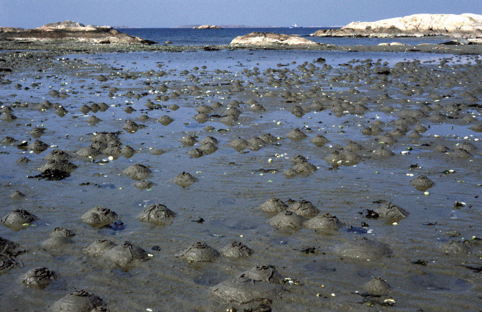 3 strand med sandmask