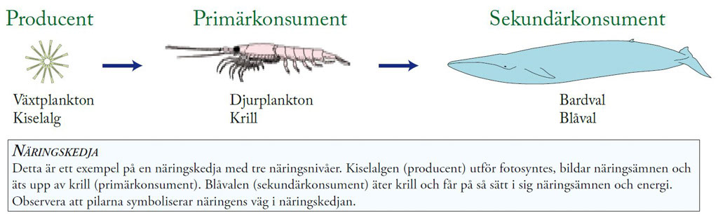1 Kedja